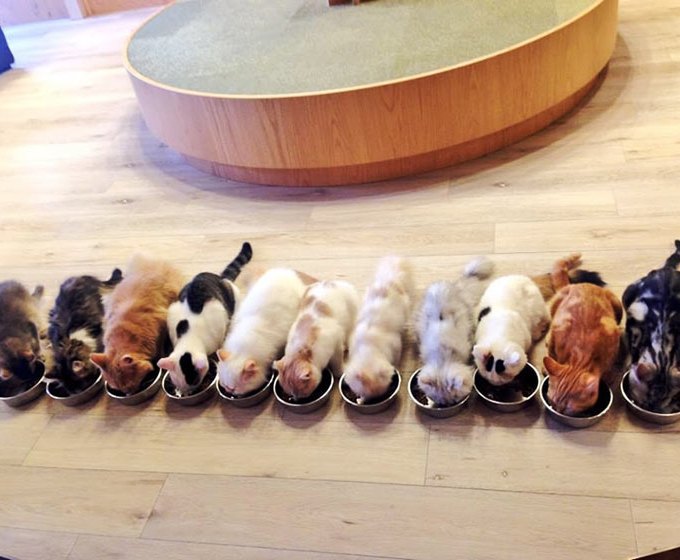 9 cafés para observar animais no Japão