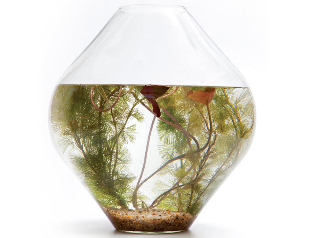 9 cuidados que você tem que tomar em casa para evitar o Aedes aegypti