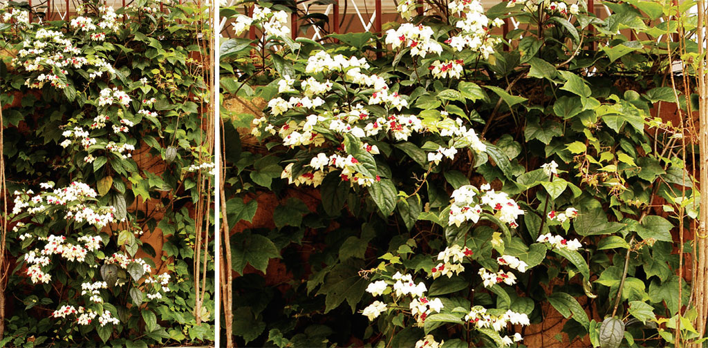 01-dicas-para-cultivar-plantas-em-casa