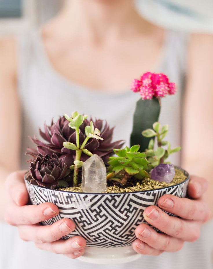 O guia da suculenta: conheça as espécies e como cultivá-las
