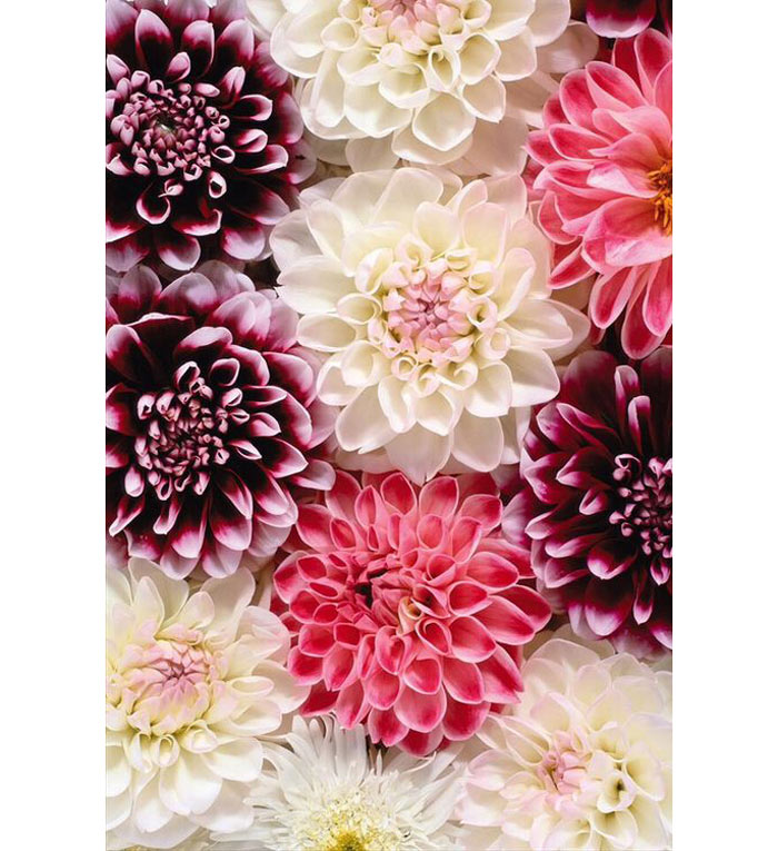 02-plantas-que-purificam-o-ar-segundo-a-nasa