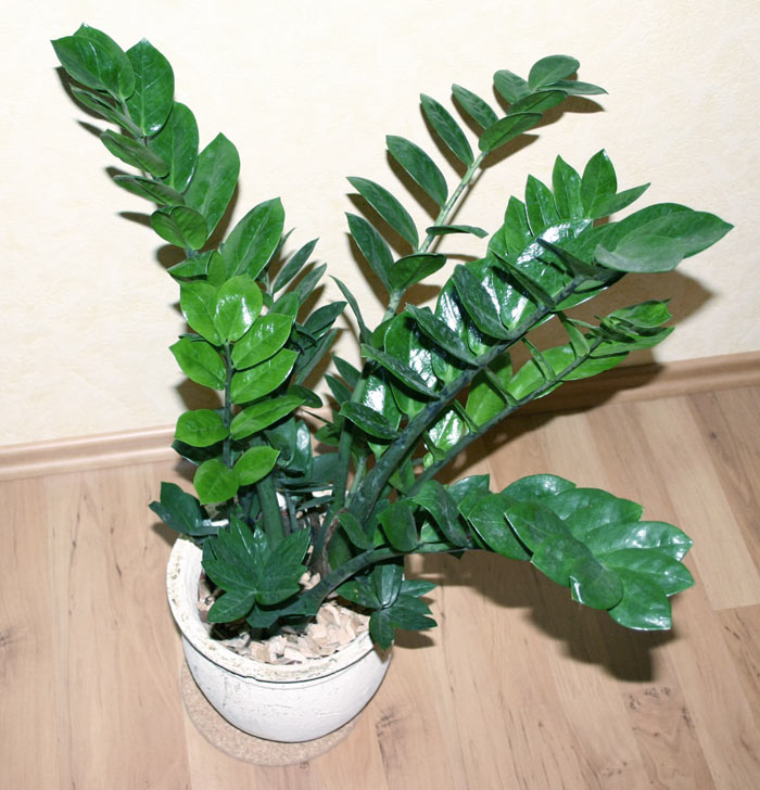 03-plantas-que-sobrevivem-mesmo-em-apartamentos-com-pouca-luz