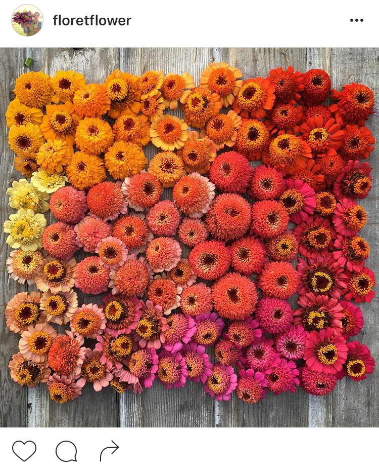 03-perfis-do-instagram-que-amam-flores-plantas-para-voce-seguir