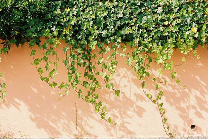 04-plantas-que-purificam-o-ar-segundo-a-nasa