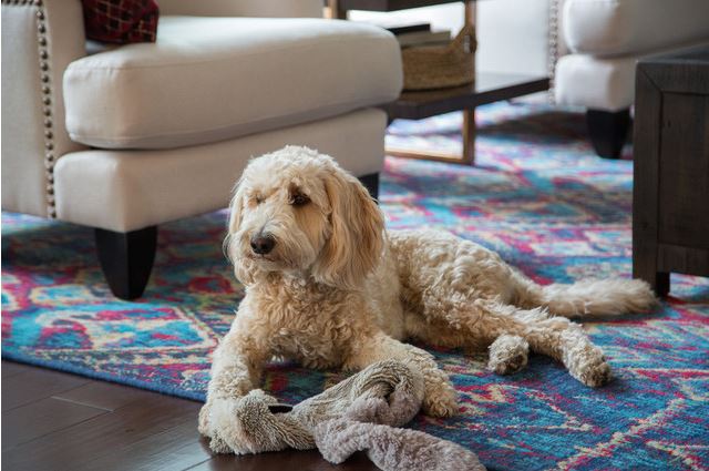 10-como-usar-tapetes-coloridos-na-decoracao-sem-medo