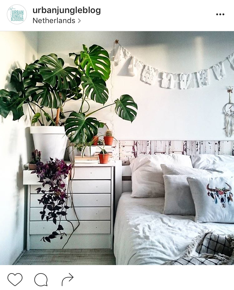 22-perfis-do-instagram-que-amam-flores-plantas-para-voce-seguir