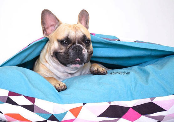 3-produtos-para-pets-que-voce-vai-amar