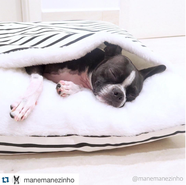 4-produtos-para-pets-que-voce-vai-amar