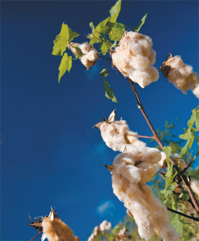 Algodão, uma nova história
