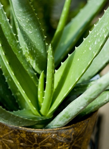 Aloe - veggiefrog