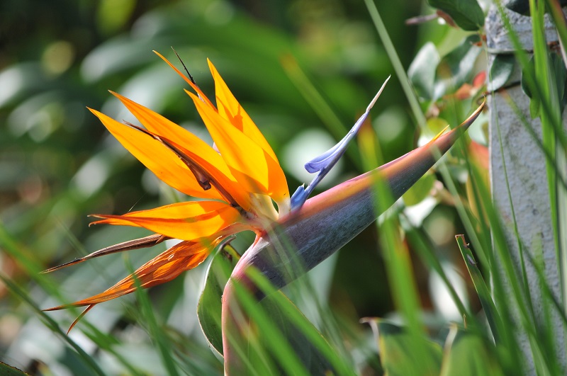 11 plantas que você deve evitar se tiver cachorros