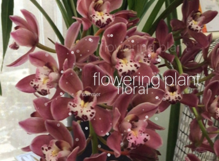 capa-app-identifica-flores-celular