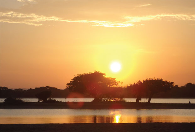 Conheça o poder da homeopatia natural, dos florais e da fitoterapia