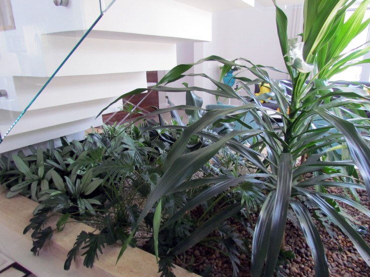 Um jardim de inverno embaixo da escada da sala