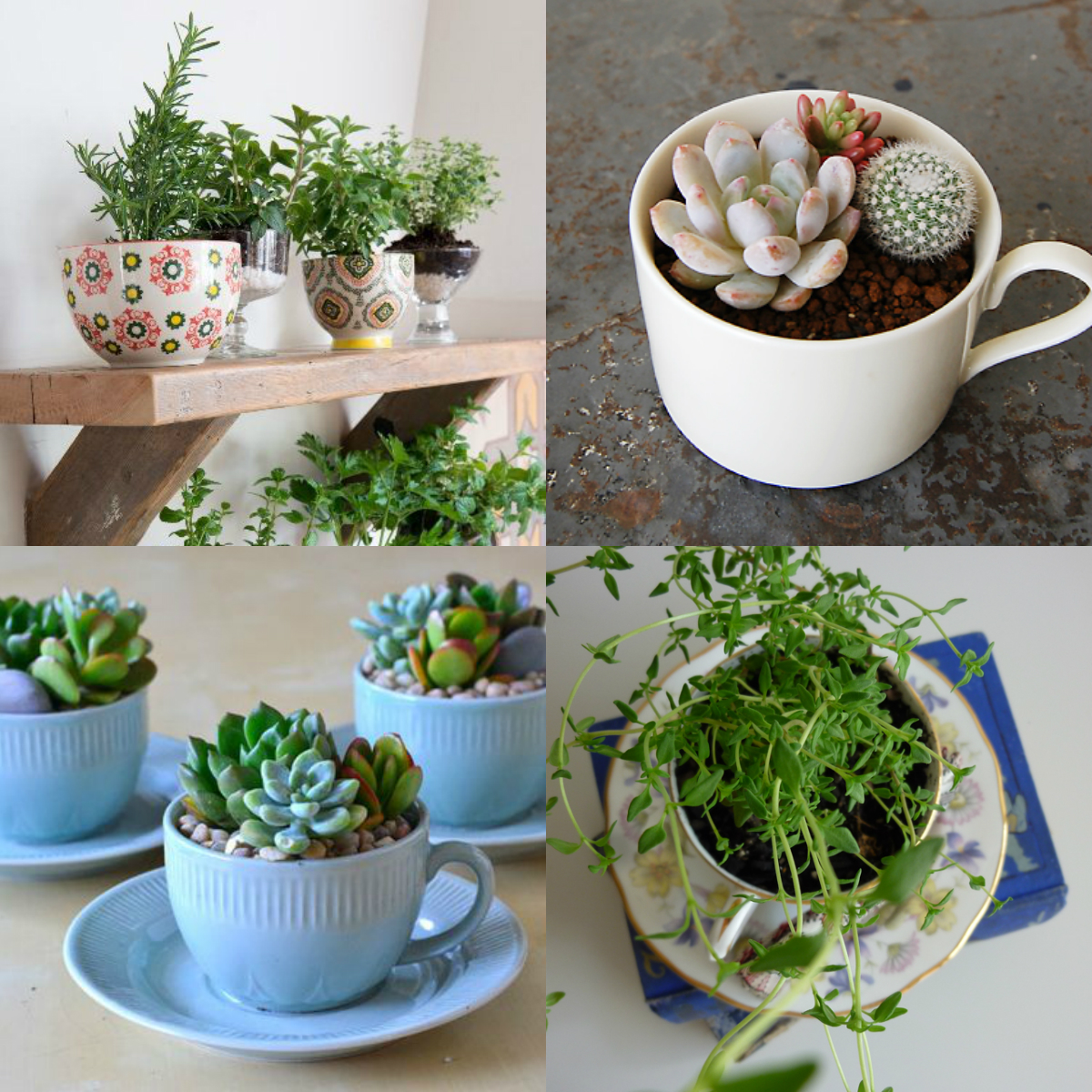 montagem-jardins-nas-xicaras-de-cha