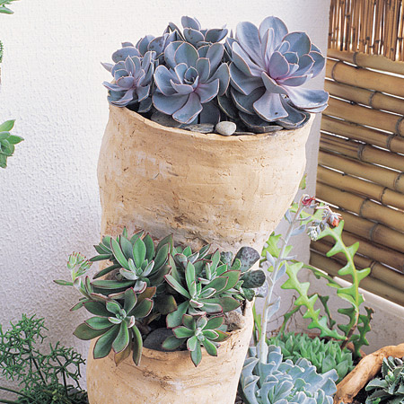 Nome popular: rosa-de-pedraNome cient&iacute;fico: Echeveria elegans