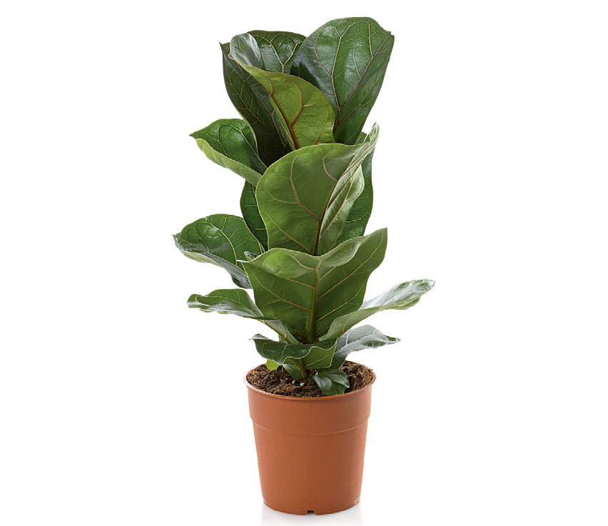 01c-plantas-dentro-de-casa-que-especies-usar