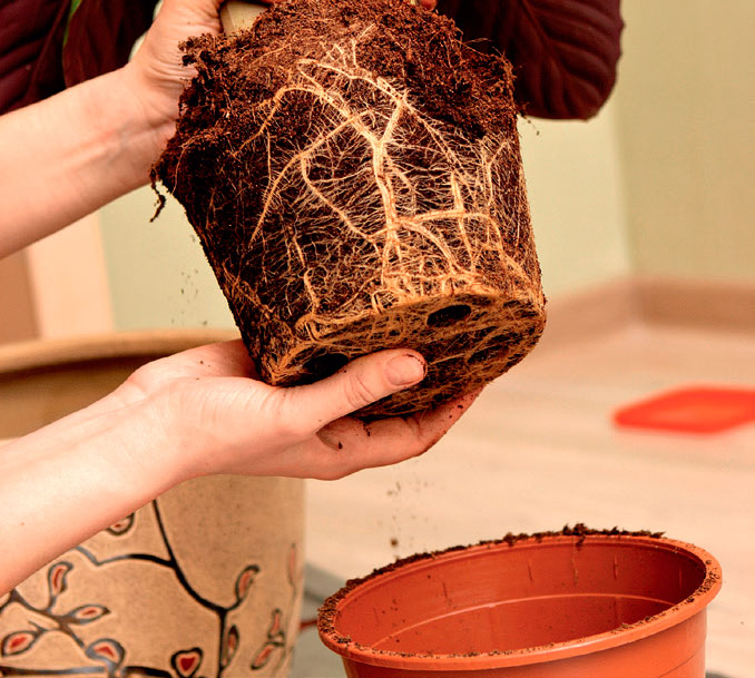 02-plantas-dentro-de-casa-que-especies-usar