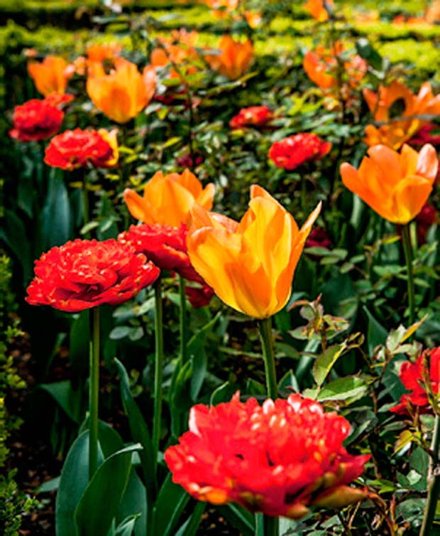 02-jardins-particulares-holandeses-abertos-a-visitacao
