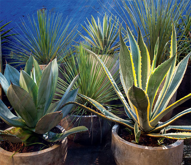 03-jardinagem-facil-cactos-suculentas-agaves 03-jardinagem-facil-cactos-suculentas-agaves