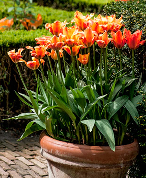 03-jardins-particulares-holandeses-abertos-a-visitacao