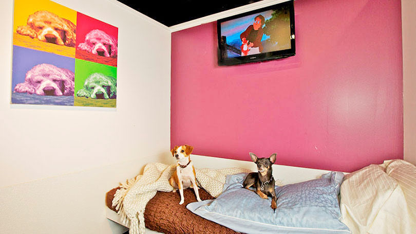 05-hotel-para-cachorros-5-estrelas
