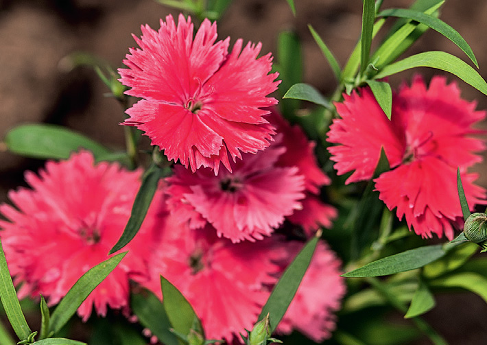 10-receitas-flores-comestiveis 10-receitas-flores-comestiveis