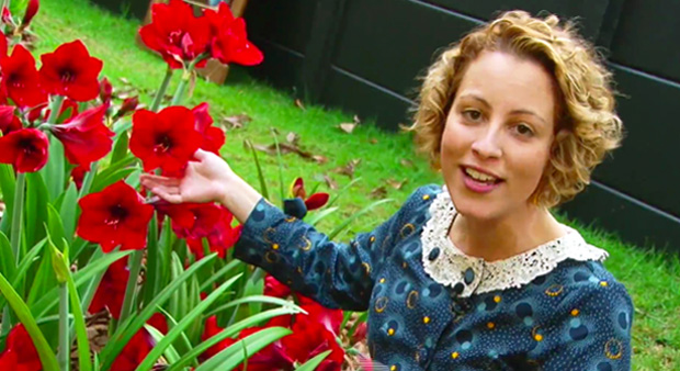 Conhece a Tulipa Brasileira? A flor faz sucesso na Europa