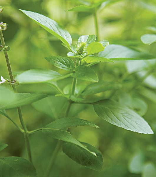 Entre as ervas escolhidas pelos moradores, o manjeric&atilde;o &eacute; o mais abundante ...