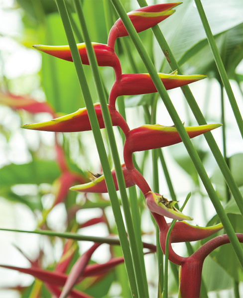 Com flores que aparecem no verão, a helicônia gosta de pleno sol e meia-som…