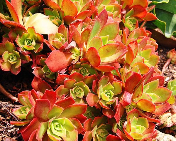 Nome científico: Aeonium leucoblepharum Nome científico: Aeonium leucoblepharum