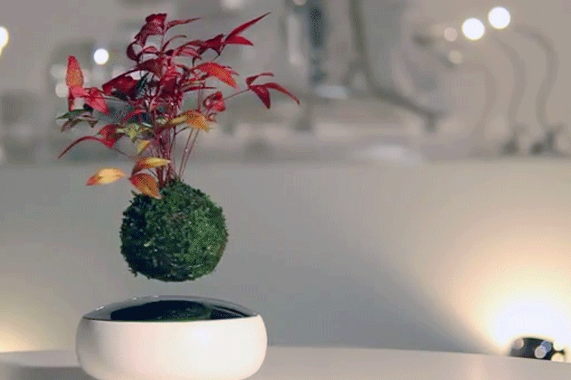 bonsai-voa bonsai-voa