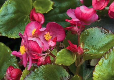 Begônia-cerosa – Begonia semperflorens Herbácea de 15 a 20 cm de alt…