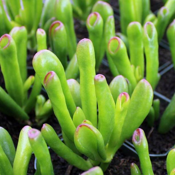 Nome popular: Orelha de Shrek. Nome científico: Crassula ovata Gollum