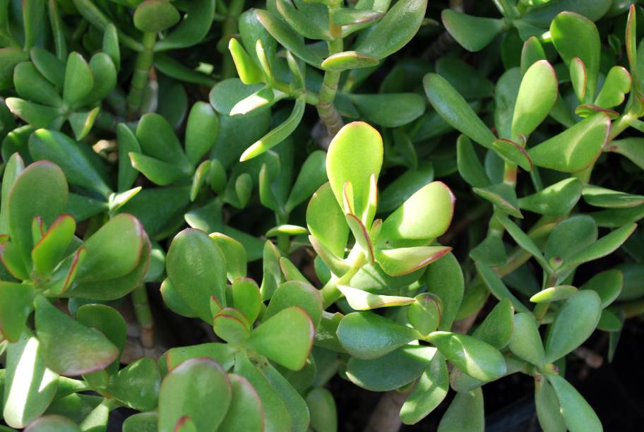 Nome popular: Planta-jade. Nome científico: Crassula ovata