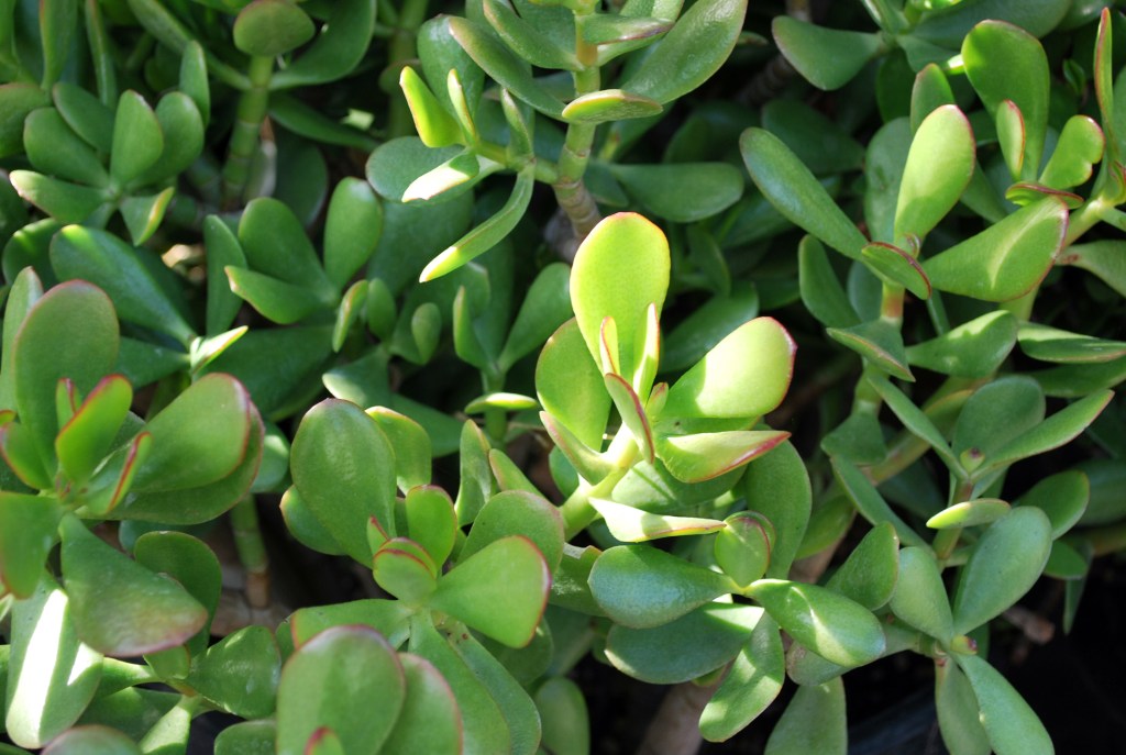 Planta de jade, mini suculenta para se ter em casa