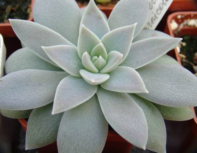 Nome científico: Echeveria carnicolor Nome científico: Echeveria carnicolor