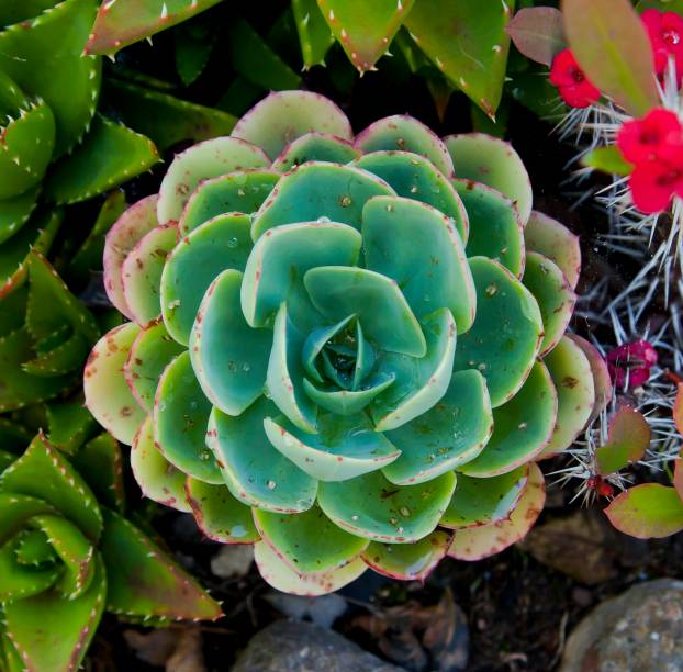 Nome popular: Echevéria ou Rosa-de-Pedra. Nome científico: Echeveria Elegans