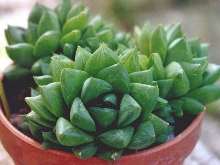 Nome científico: Haworthia cymbiformis Nome científico: Haworthia cymbiformis