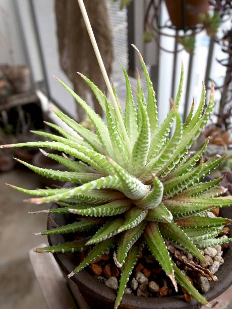 Nome científico: Haworthia Fasciata Nome científico: Haworthia Fasciata