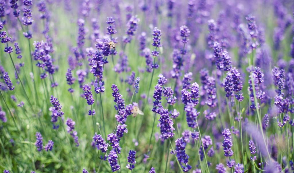 lavanda