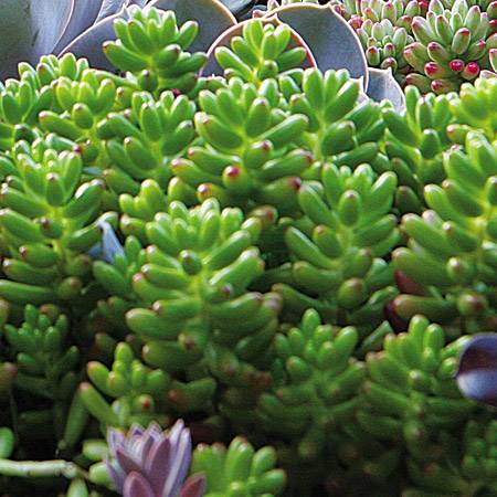 Nome popular: dedinho-de-mo&ccedil;a. Nome cient&iacute;fico: Sedum pachyphyllum