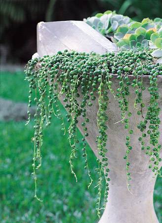Nome popular: colar-de-p&eacute;rolas. Nome cient&iacute;fico: Senecio rowleyanus