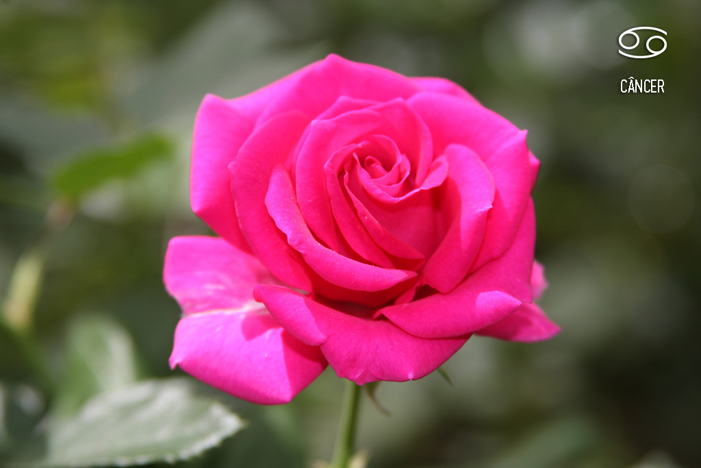 planta-dos-signos-cancer-rosa