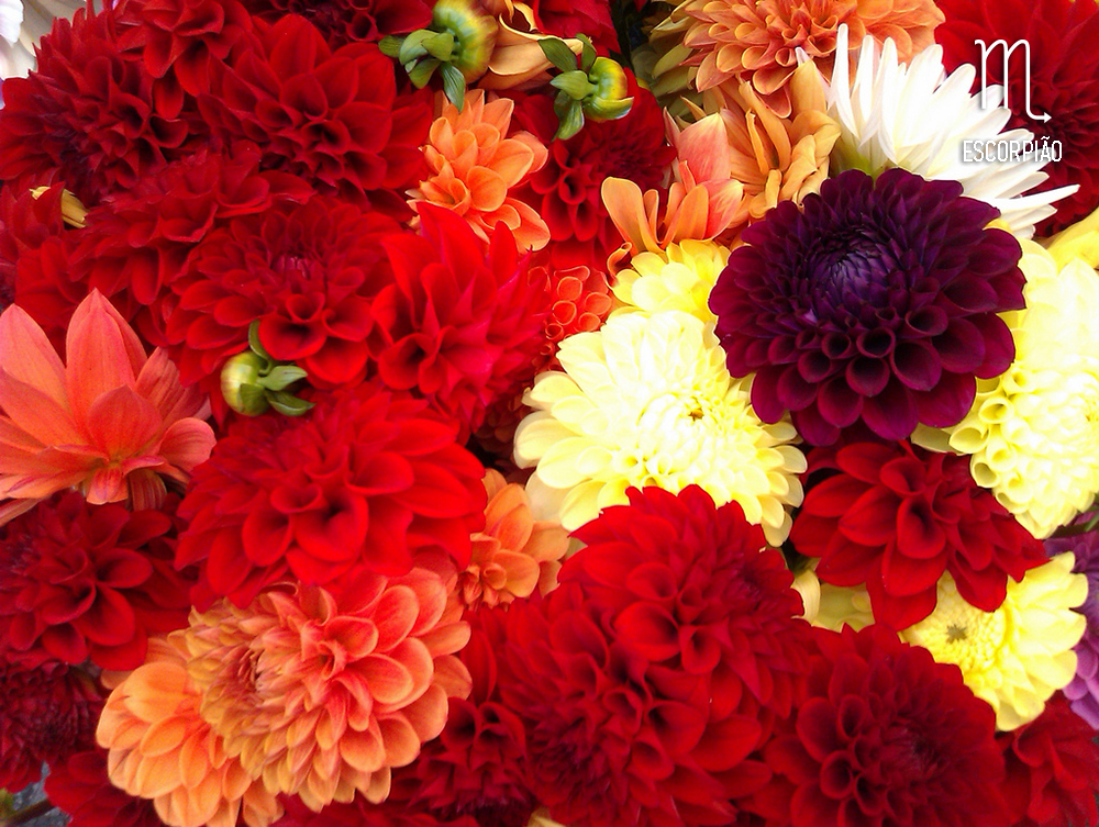 planta-dos-signos-escorpiao-crisantemos