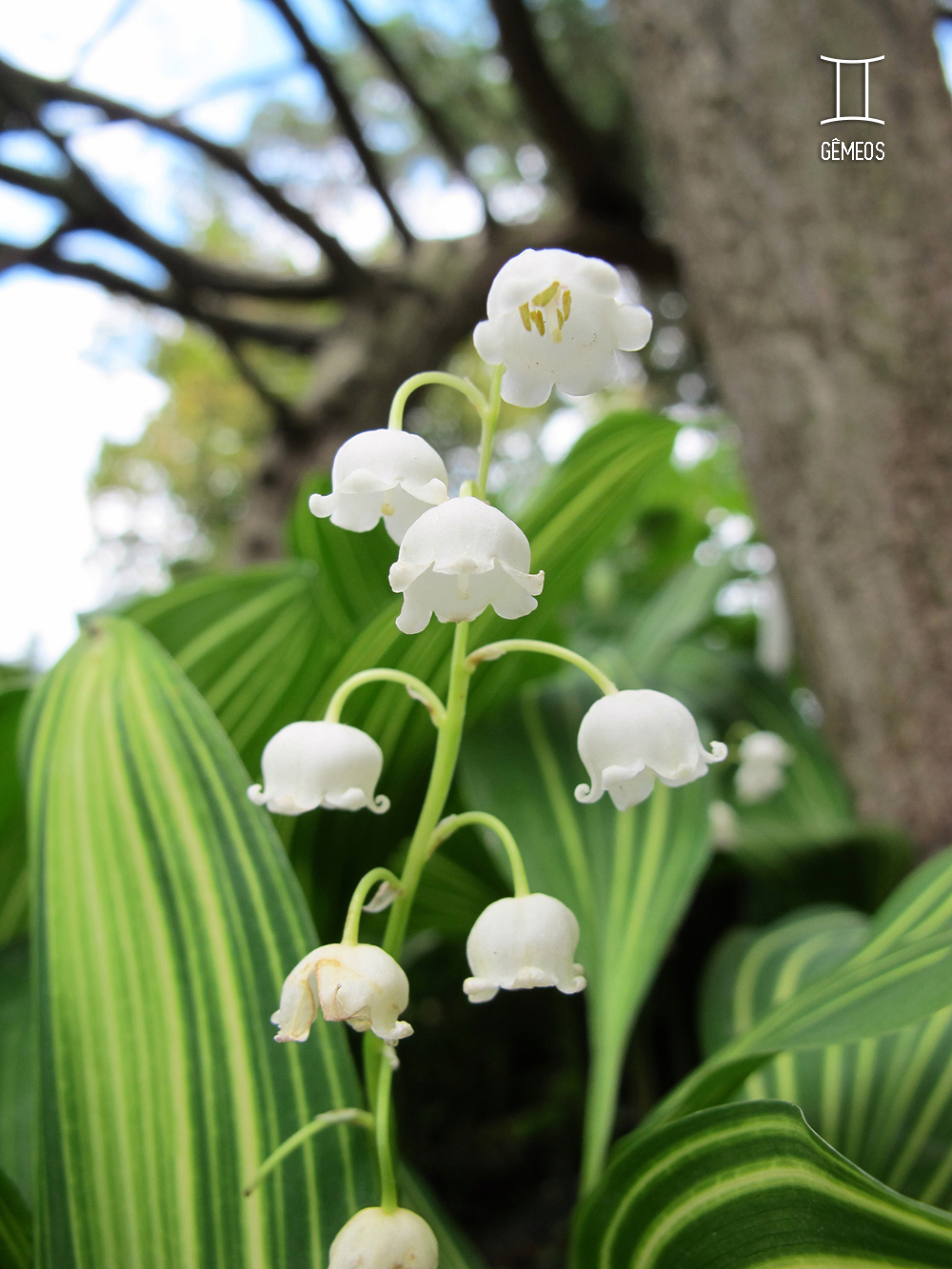 planta-dos-signos-lirio-do-vale-gemeos