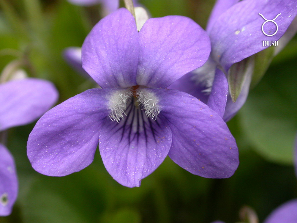 planta-dos-signos-touro-violeta