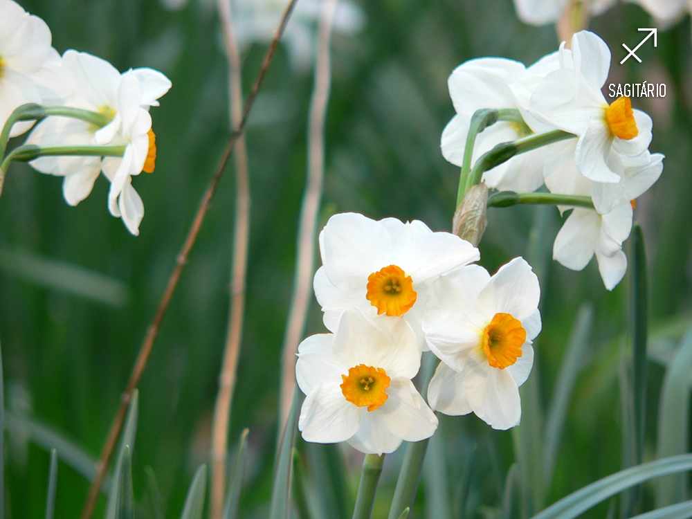 plantas-dos-signos-narciso-sagitario