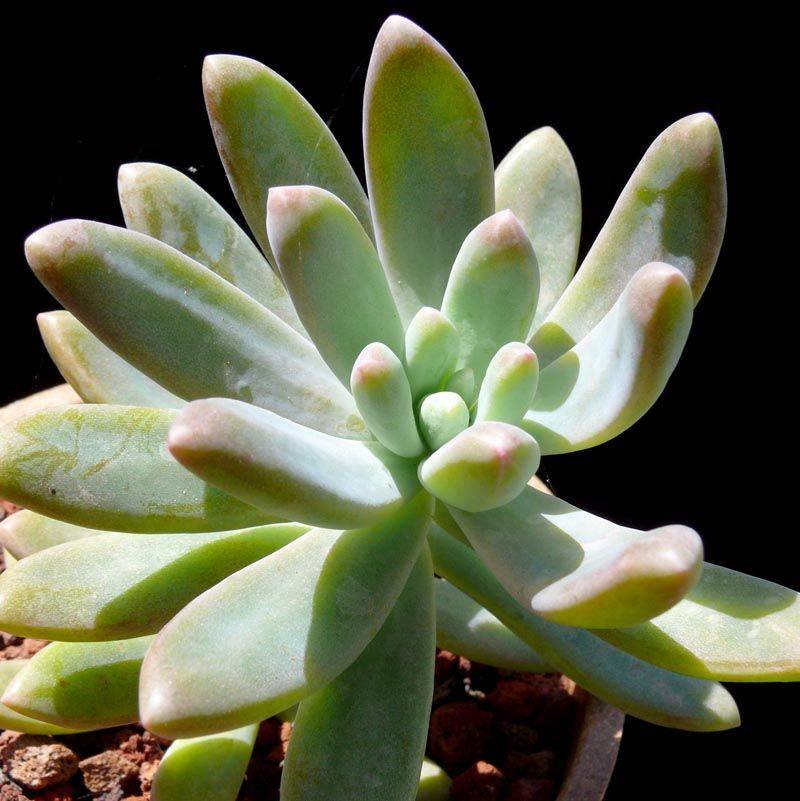 Nome cient&iacute;fico:&nbsp;Sedum carnicolor