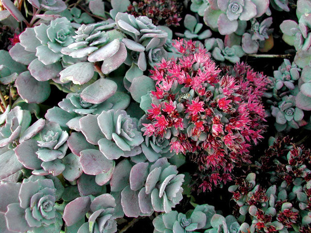 Nome científico: Sedum cauticola Nome científico: Sedum cauticola